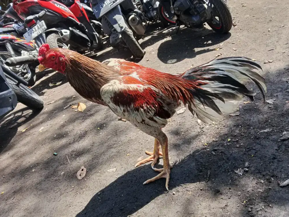 Ayam laga  2D (BK selatan x plucker USA) RJF