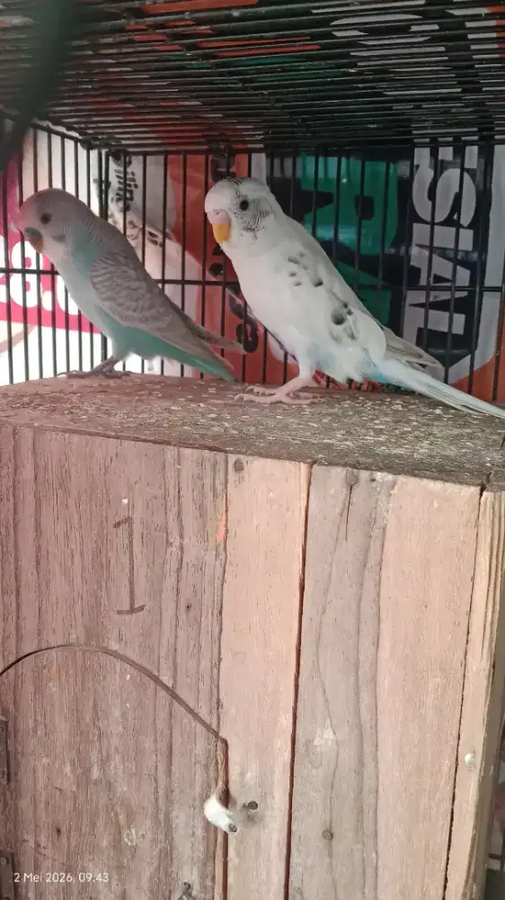 Burung parkit sepasang