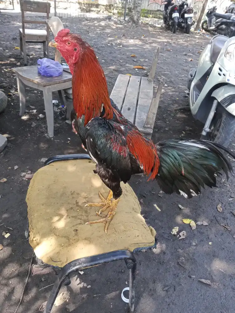 Ayam laga 2D(BK selatan x pakhoy)RJF