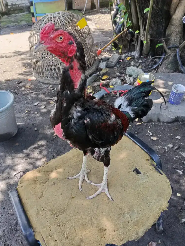Ayam laga 3D(pakhoy x plucker x khoyngon)RJF
