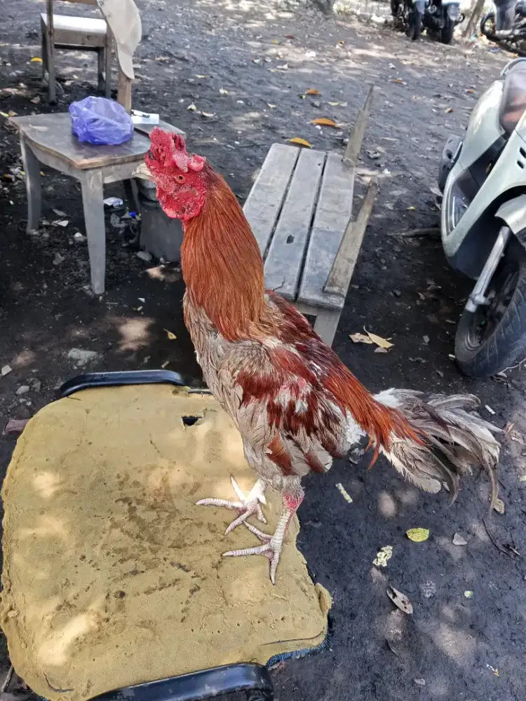 Ayam laga 2D(plucker x khoyngon)RJF
