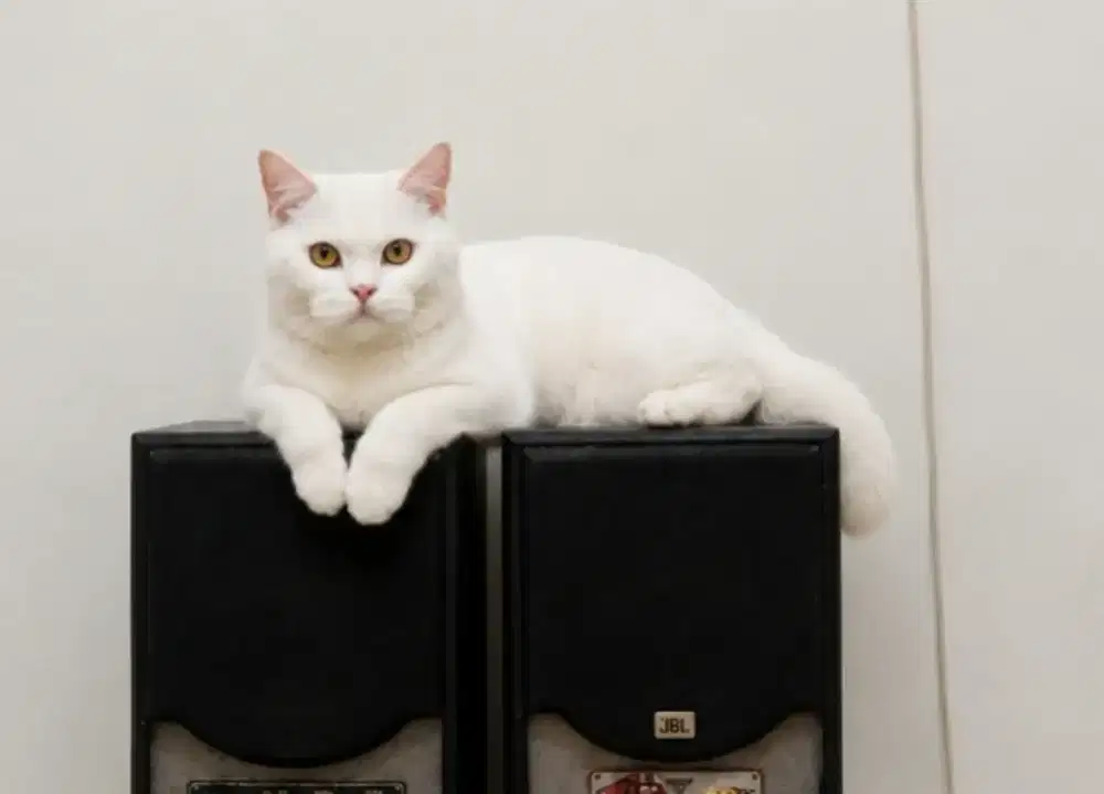 British shorthair pejantan white solid