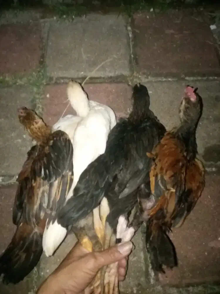Ayam kampung 2-3 bulanan ada 2 pasang