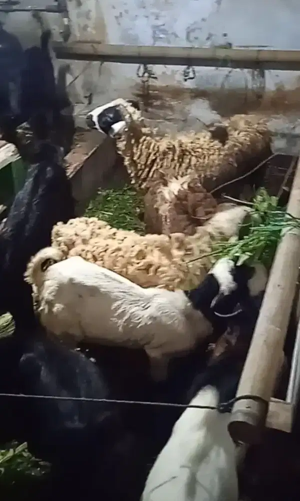 JualKambing&Domba Qurban