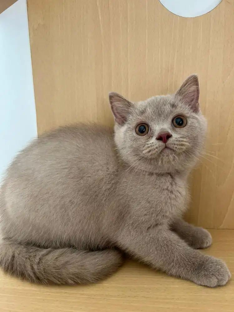 Kucing BSH British Shorthair