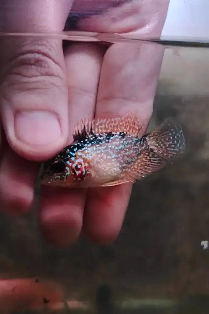 ikan lohan gb cencu mutasi 4cm louhan cencu golden base merah oren