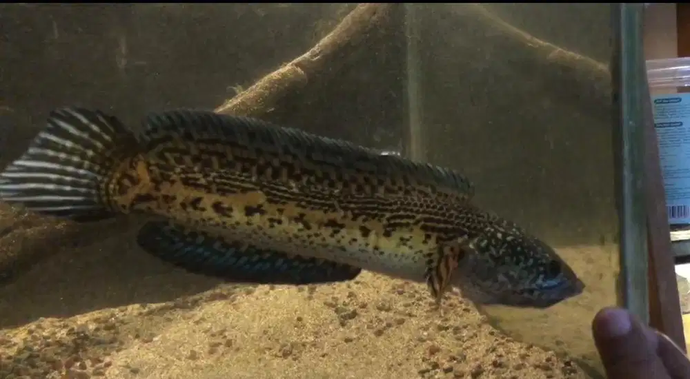 Chana Auranti -+ 25cm