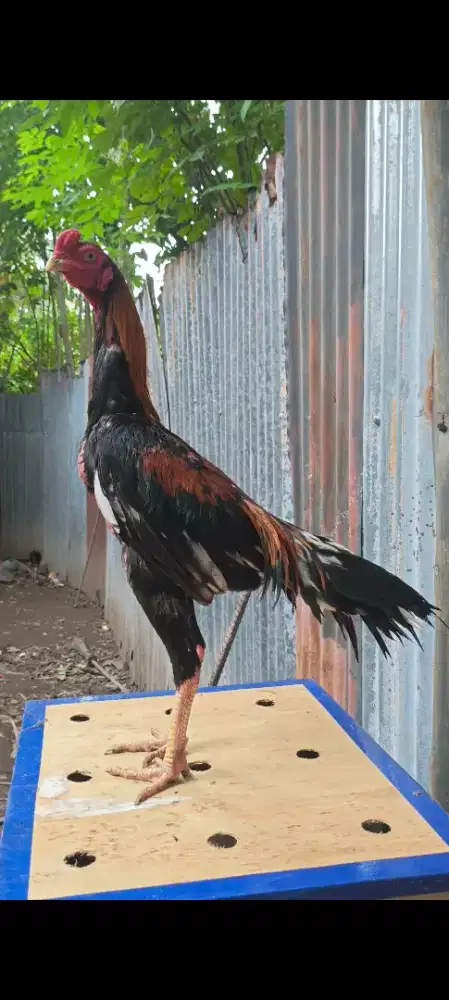 Ayam Ekor Lidi Muda