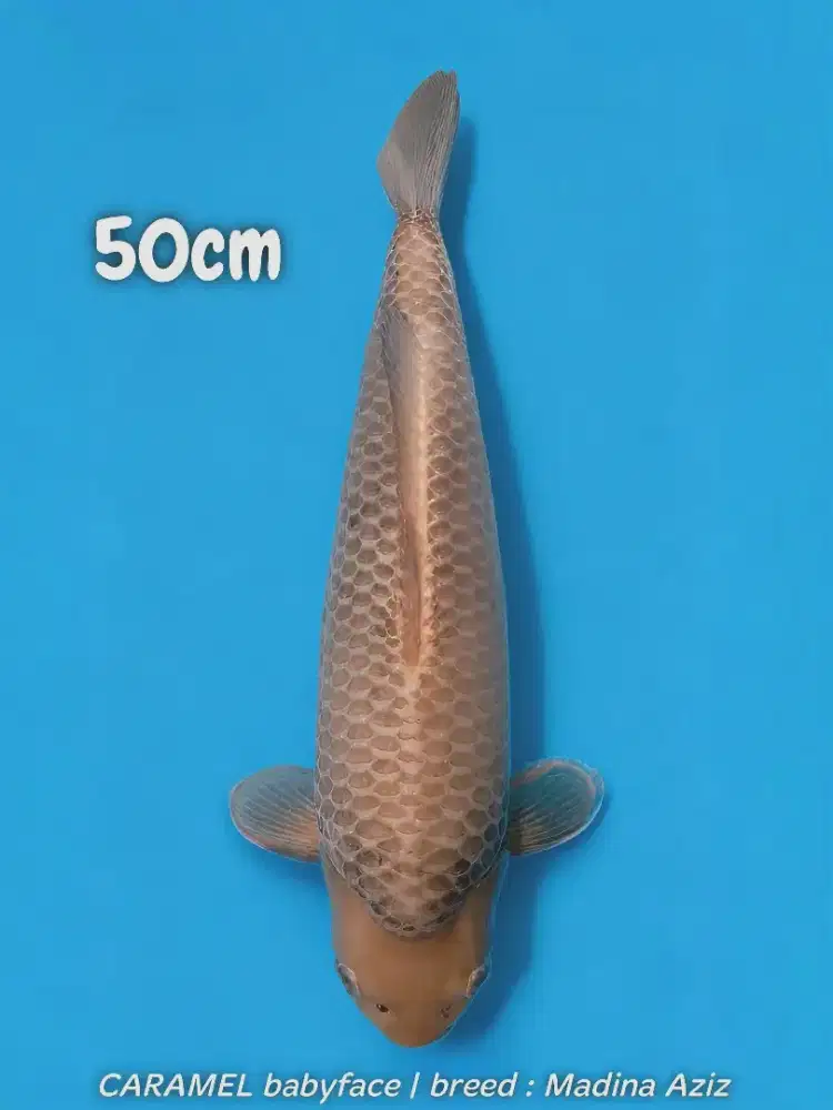Koi Caramel Super Babyface 50cm Top Fukurin 3D body tebal Berpunuk HQ
