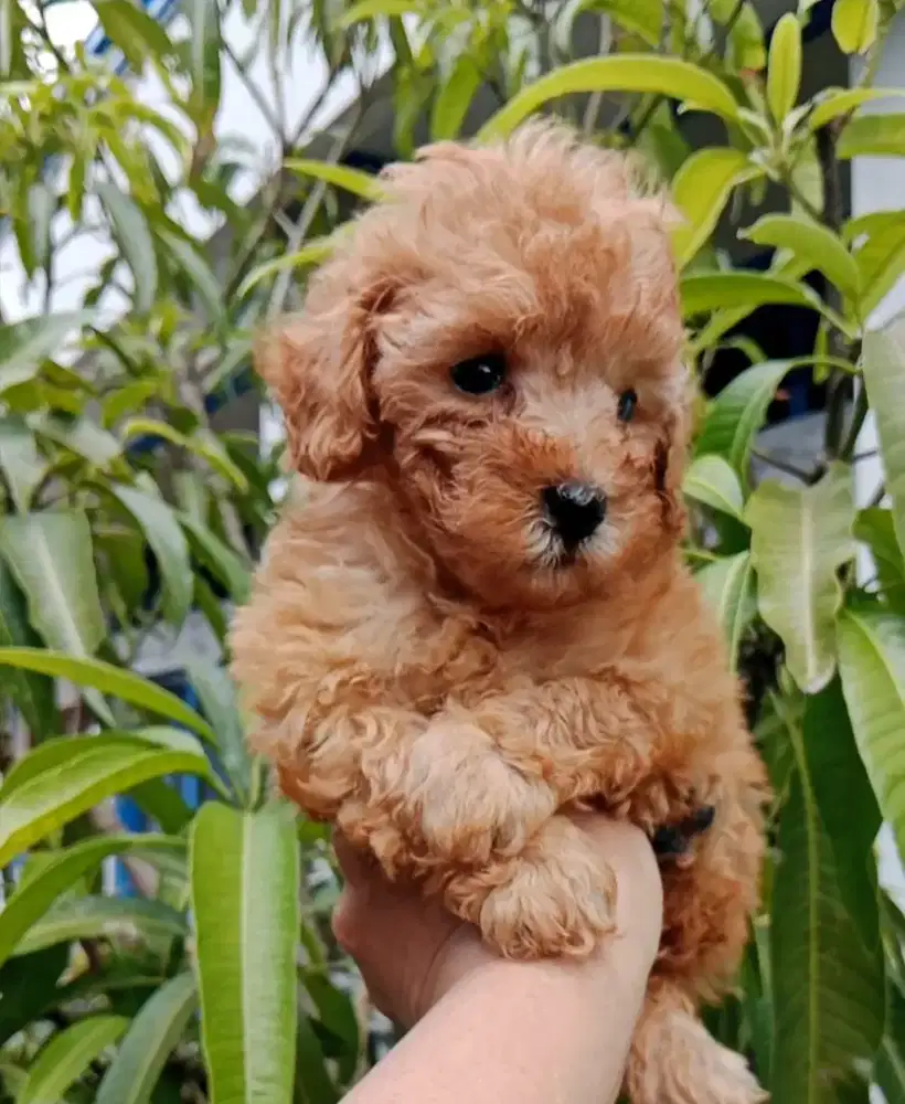 Puppy poodle jantan