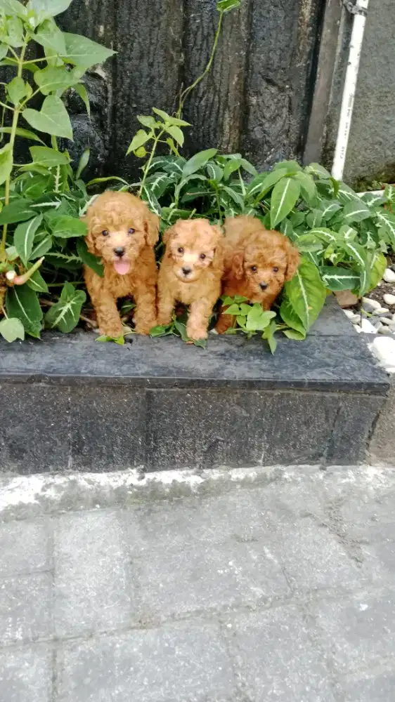 Poodle jantan betina
