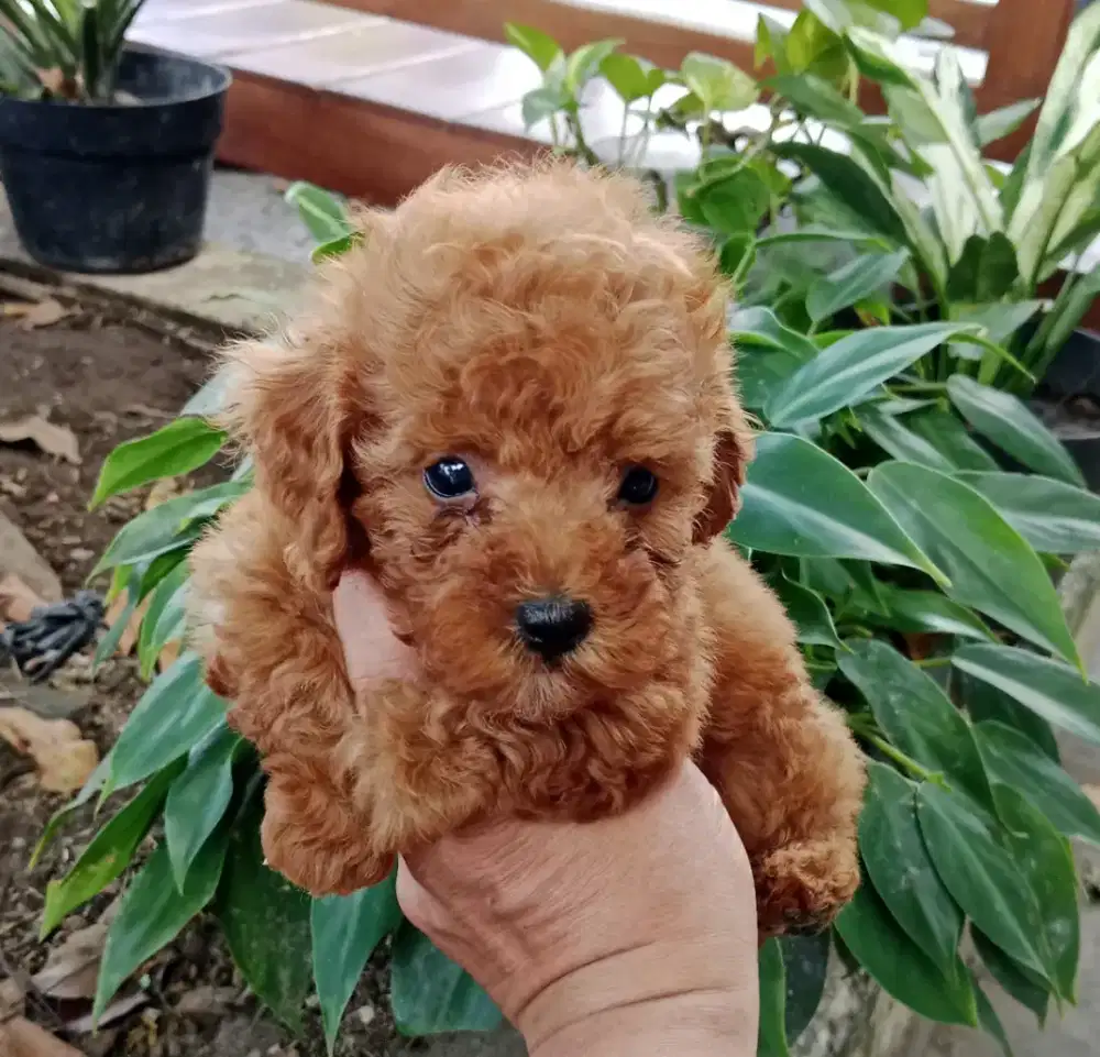 Puppy poodle betina kecil