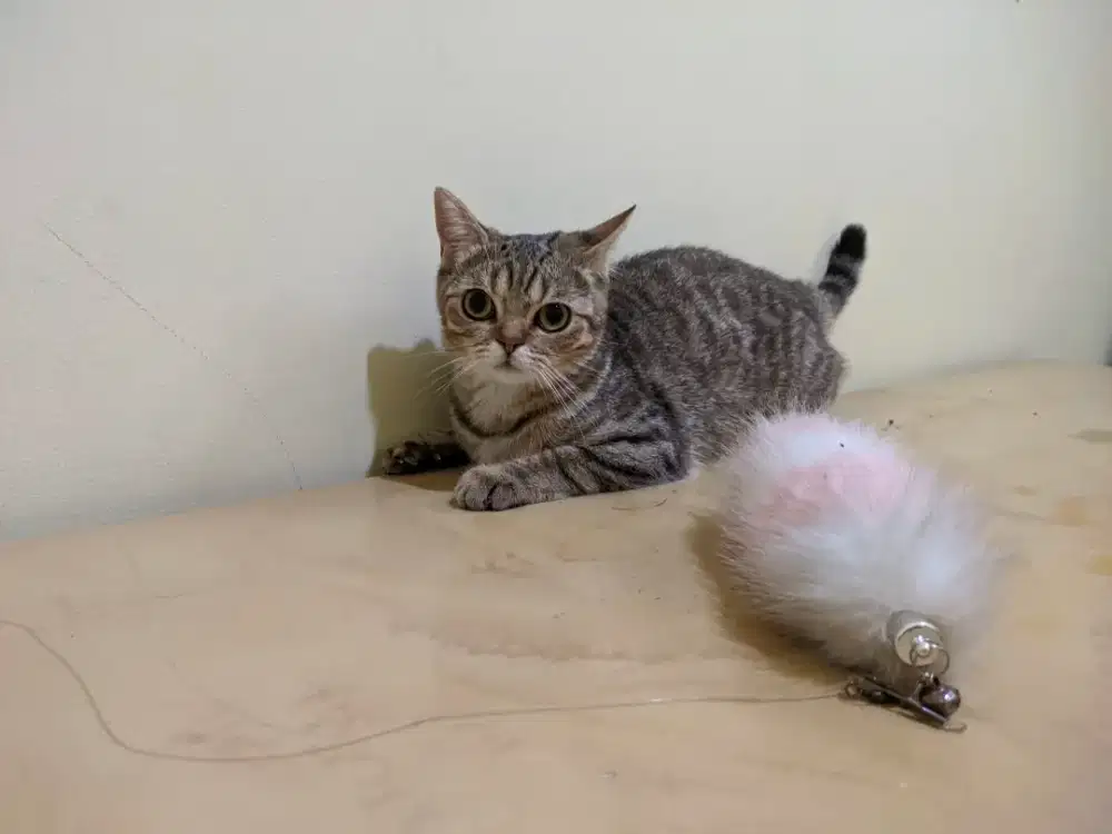 Jual BU kucing BSH nego sampai jadi