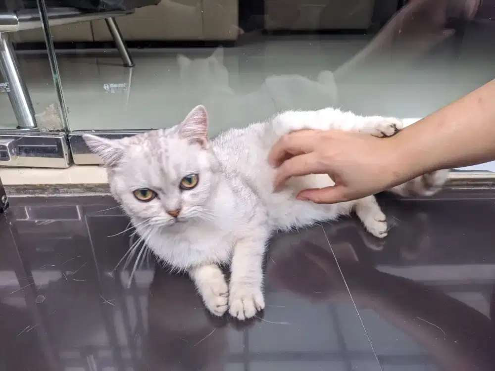 Jual bu kucing BSH,nego sampai jadi aja