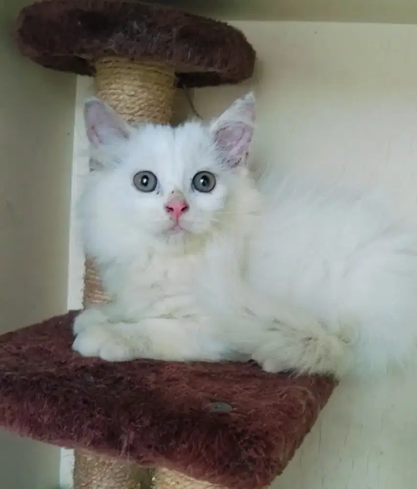 Kucing Persia Jantan