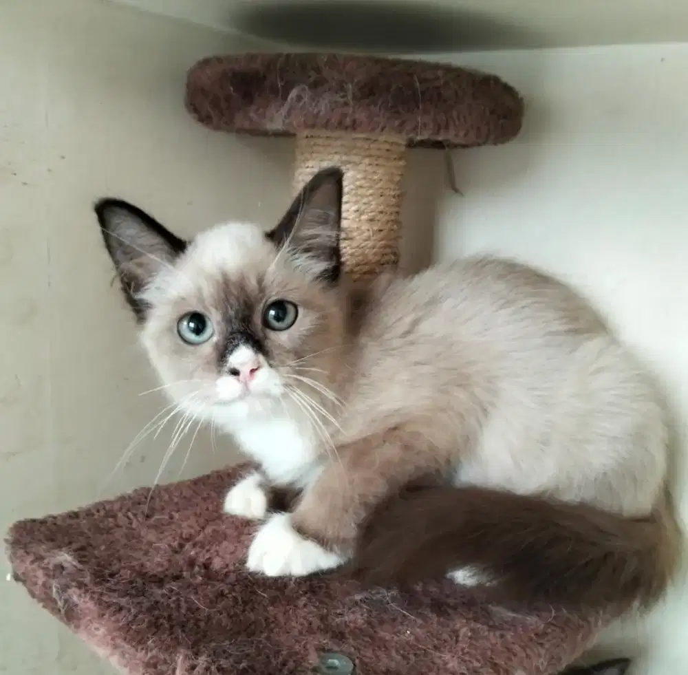 Kucing Persia Himalaya Jantan