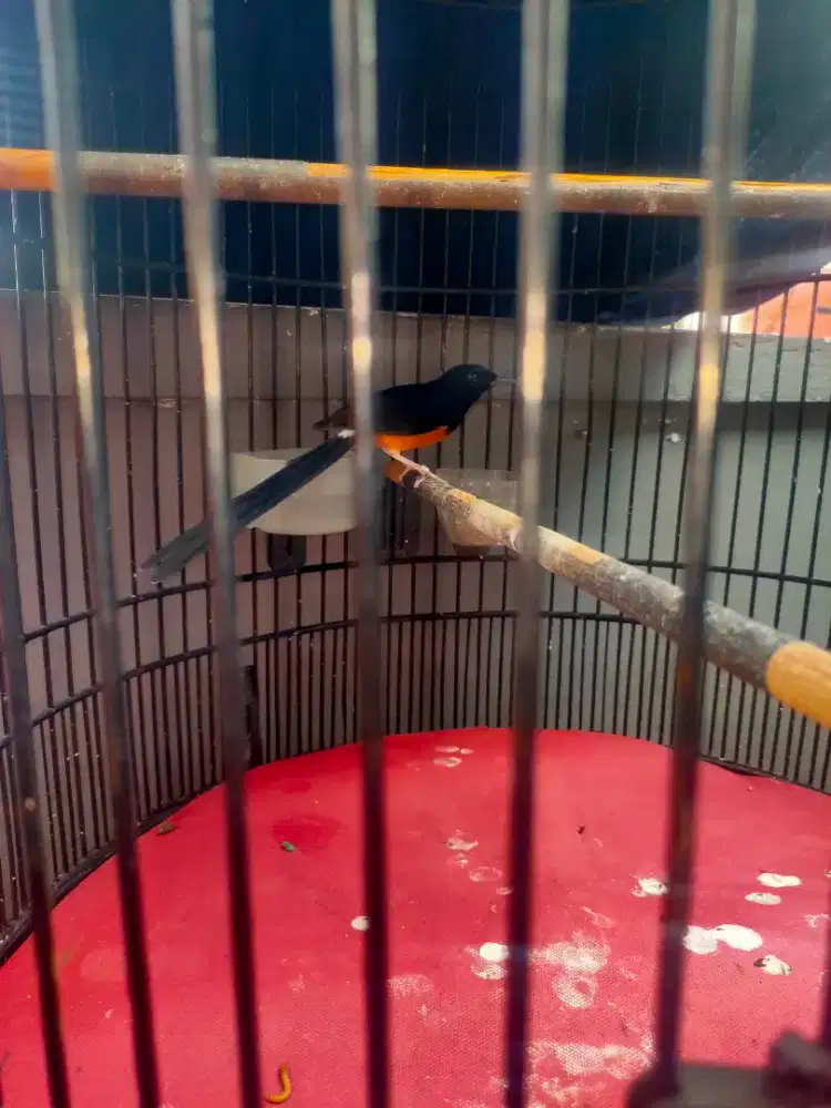 Burung murai batu