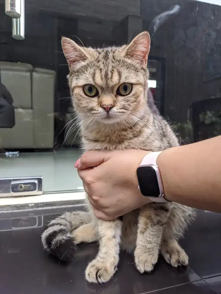Jual bu kucing BSH nego sampai jadii