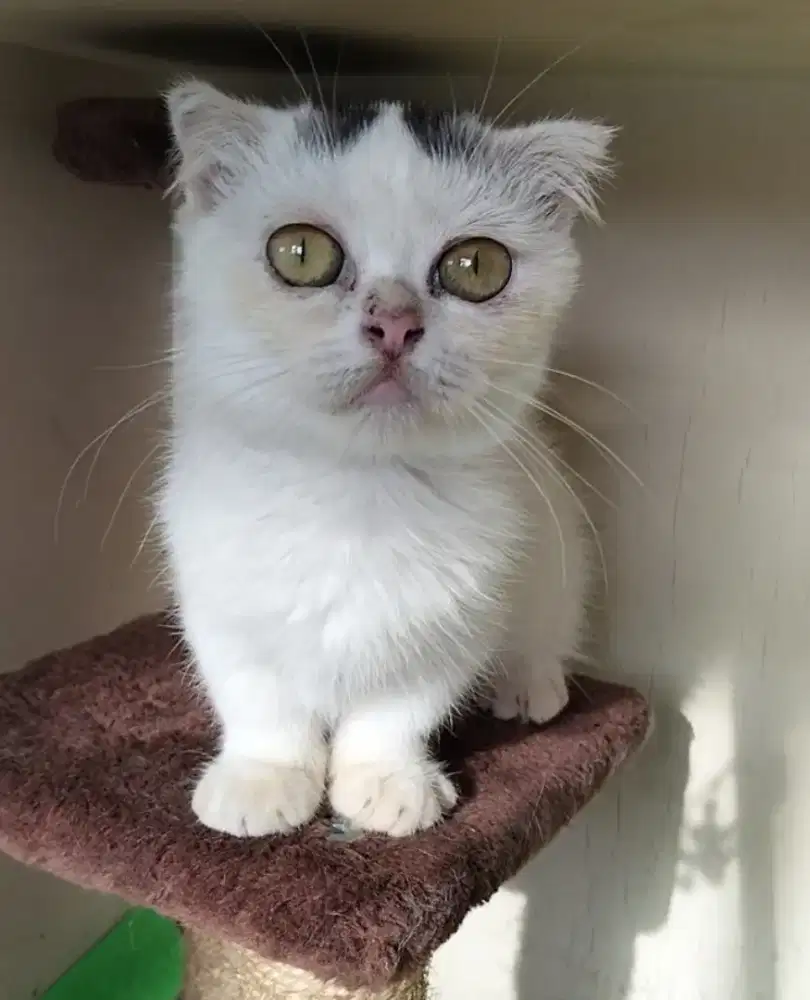 Kucing munchkin scotish betina
