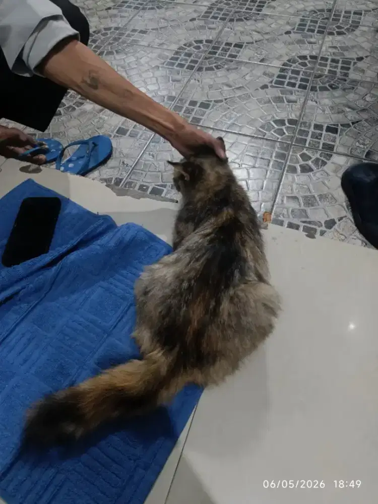 Kucing Persia medium betina dewasa