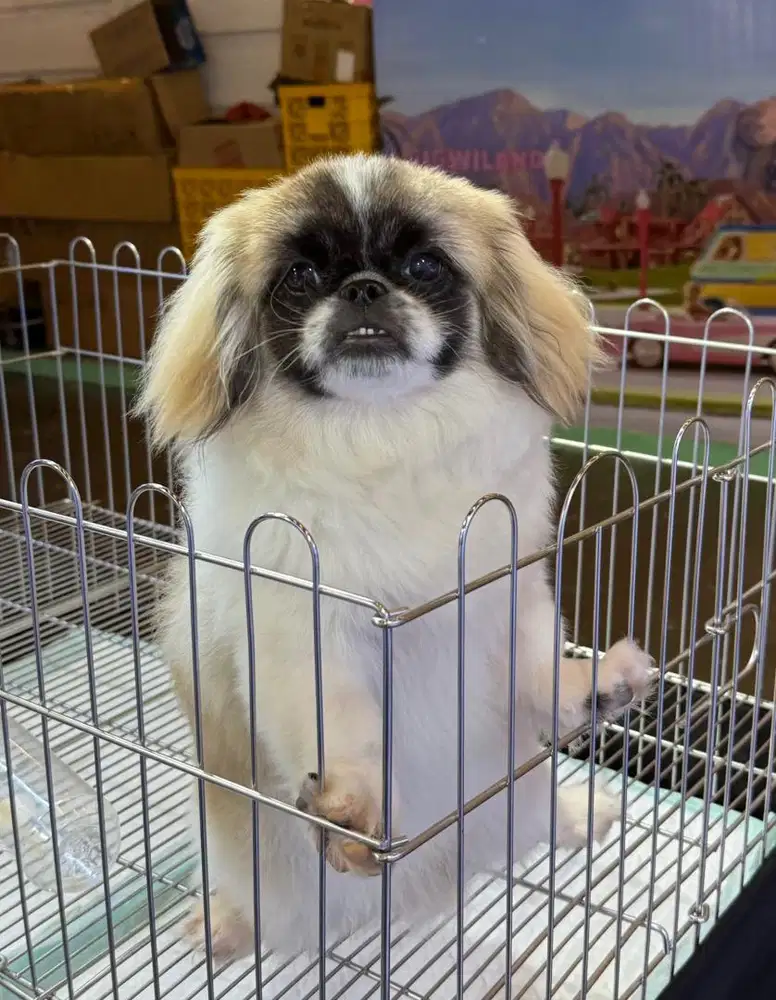 Pekingese jantan party color