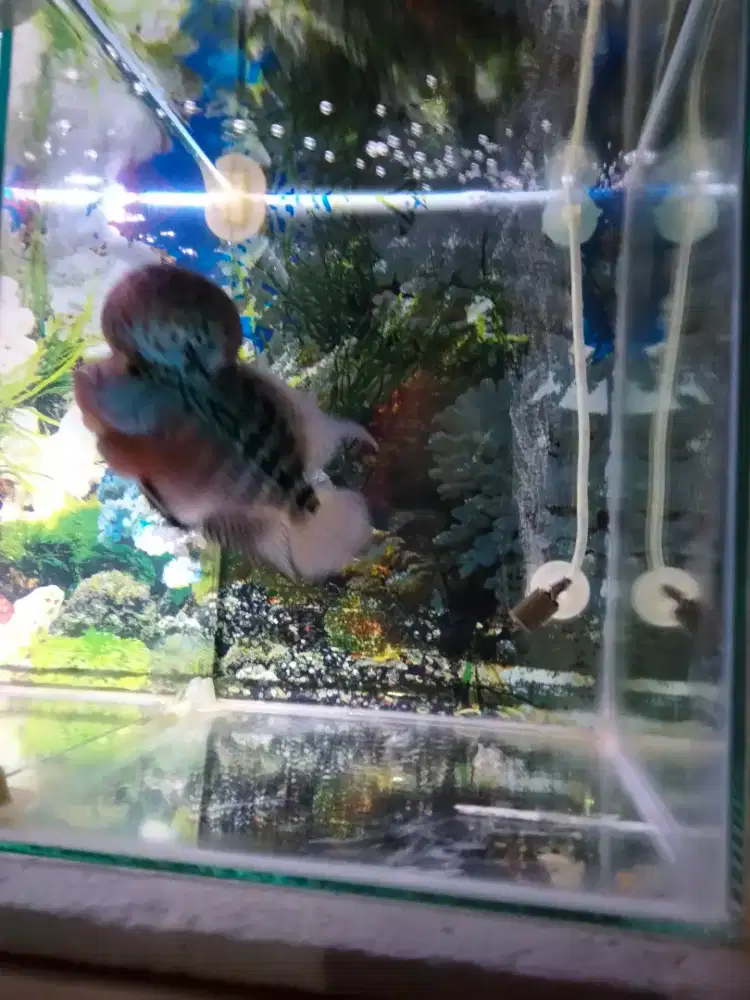 Ikan louhan srd super jenong