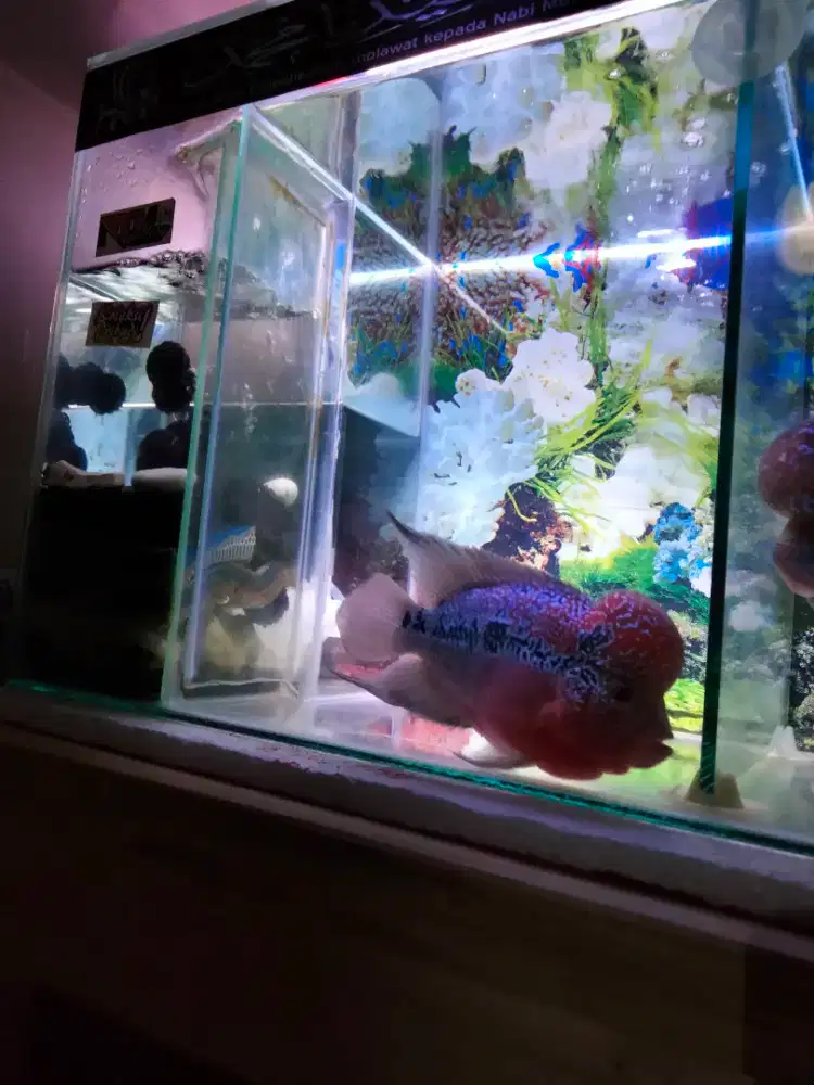 Ikan lohan srd warna udah merah untuk hiasan