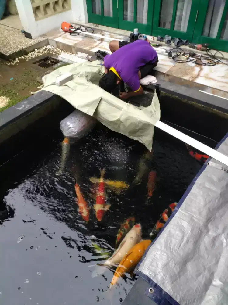 Renovasi kolam ikan koi
