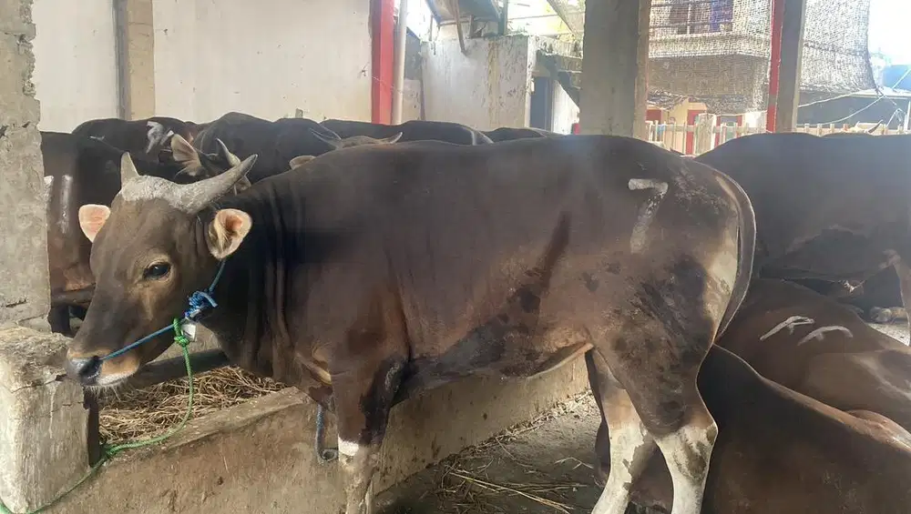 Sapi bali sahabat Qurban