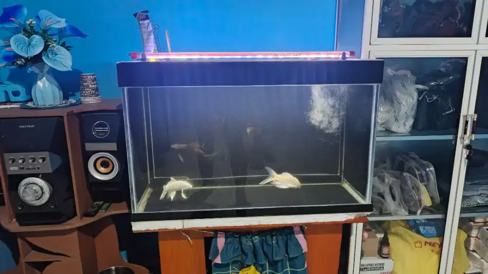 aquarium tebal kaca 8 ml ukuran 80x50x50 Filter Belakang