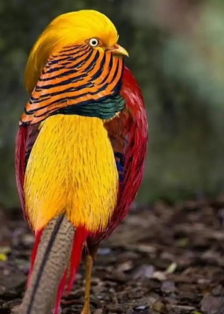 Ayam golden pheasant