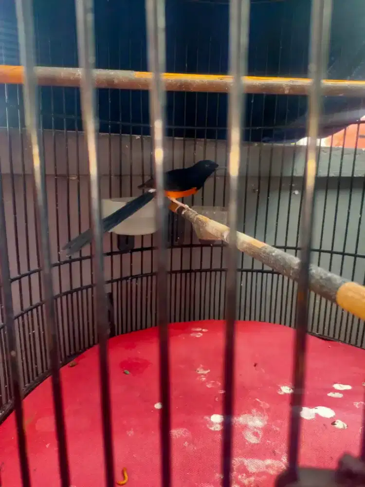 Burung murai batu
