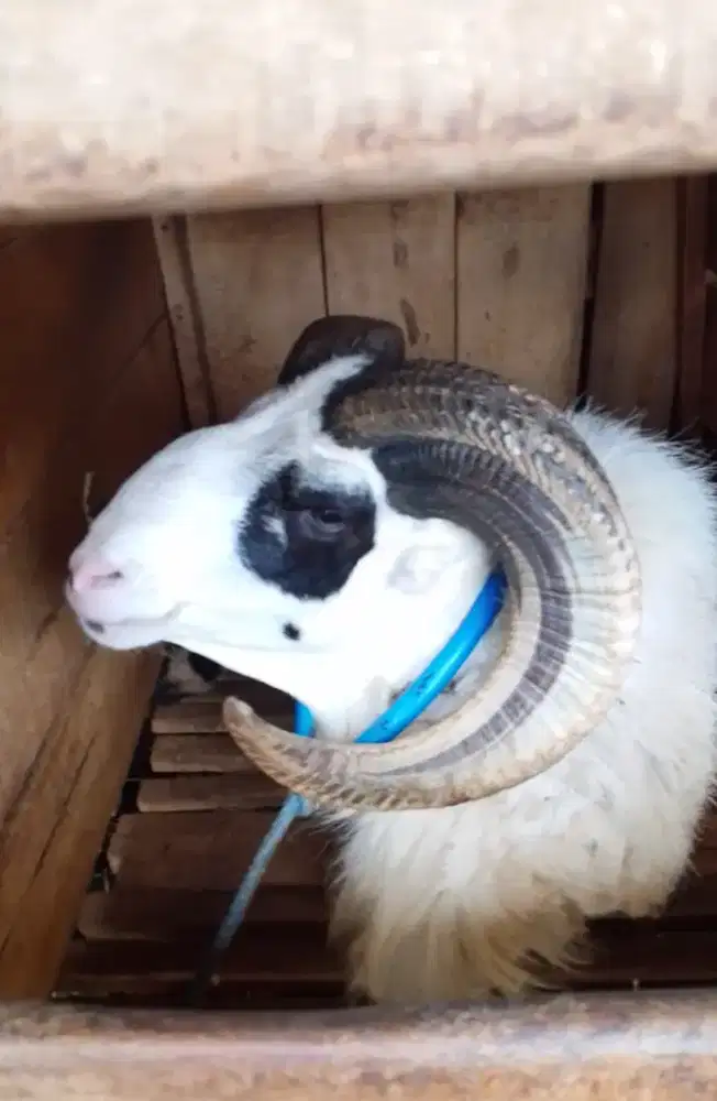 Hewan Qurban sapi dan kambing
