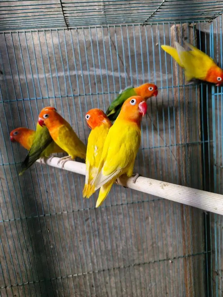 Burung Peliharaan