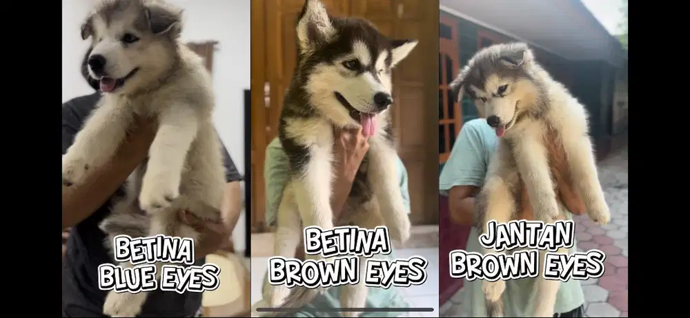 SIBERIAN HUSKY LONG HAIR