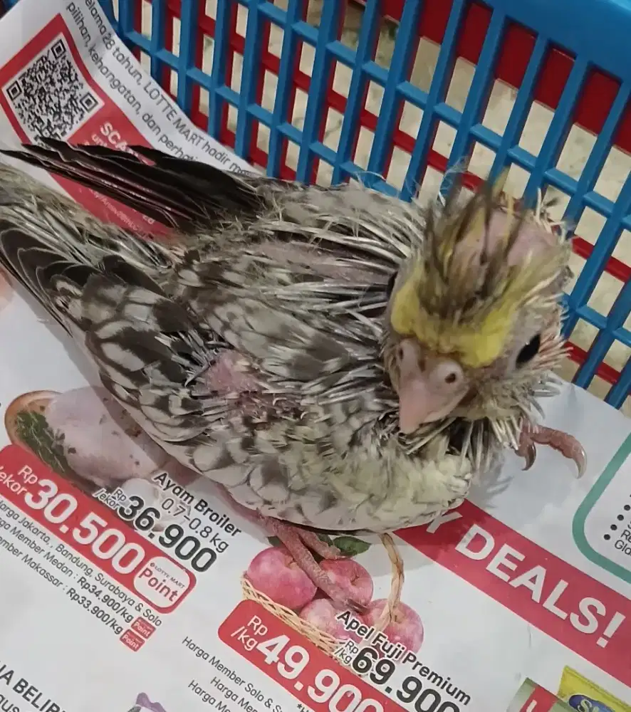 Burung falk cockateil