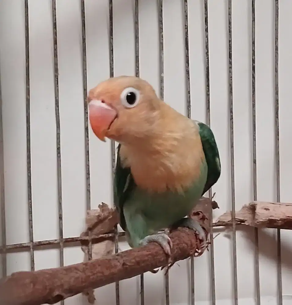 Burung lovebird