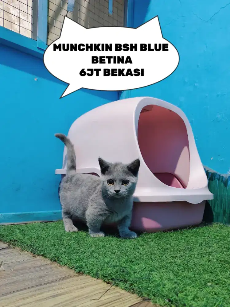 Munchkin BSH Blue Solid Betina British Short Hair Kitten