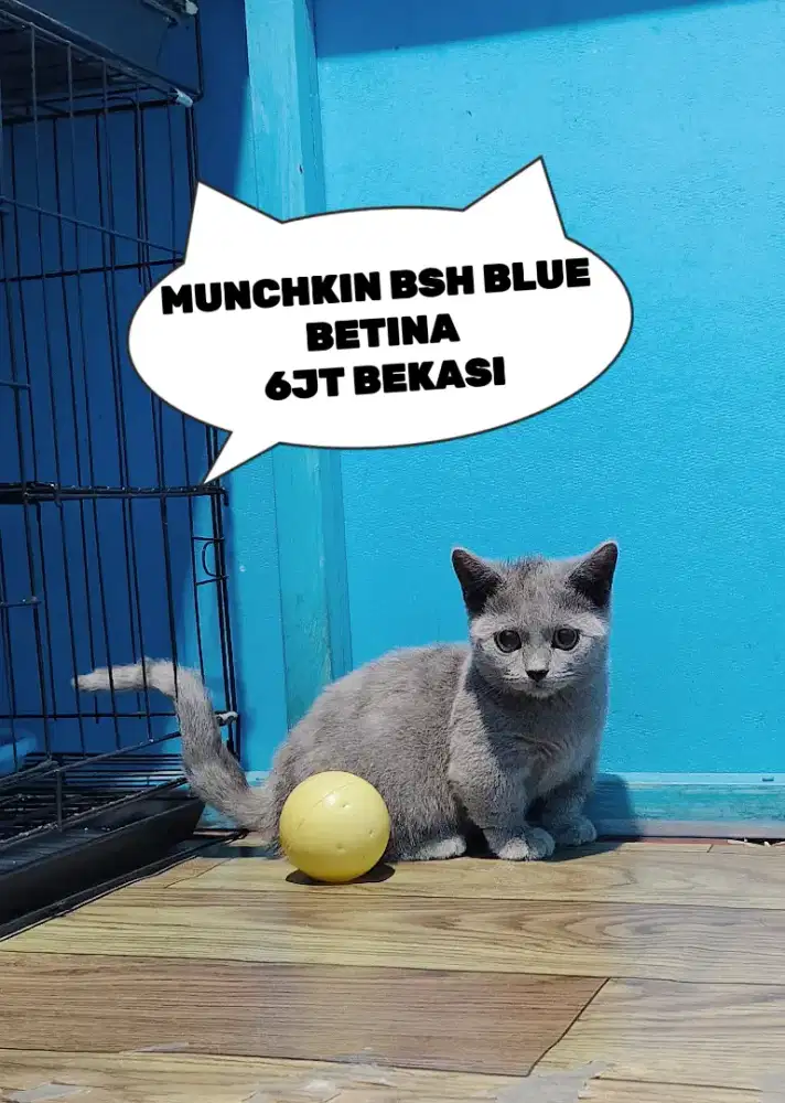Munchkin BSH Blue Solid Betina Kitten British Shorthair Cebol