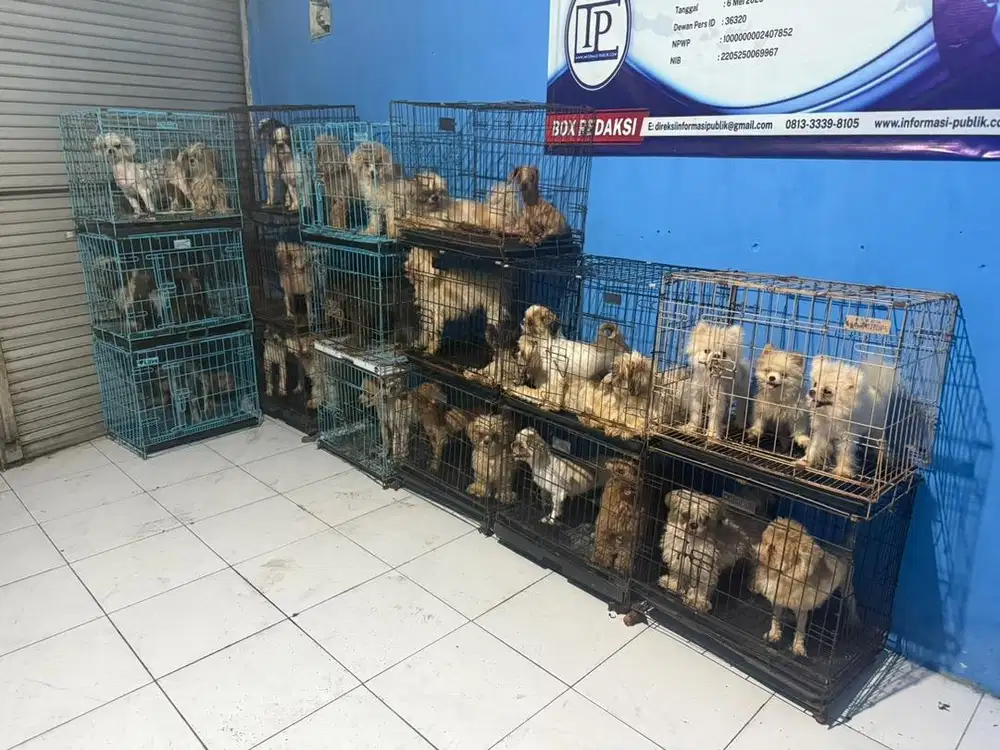anjing poodle shitzhu superminipom