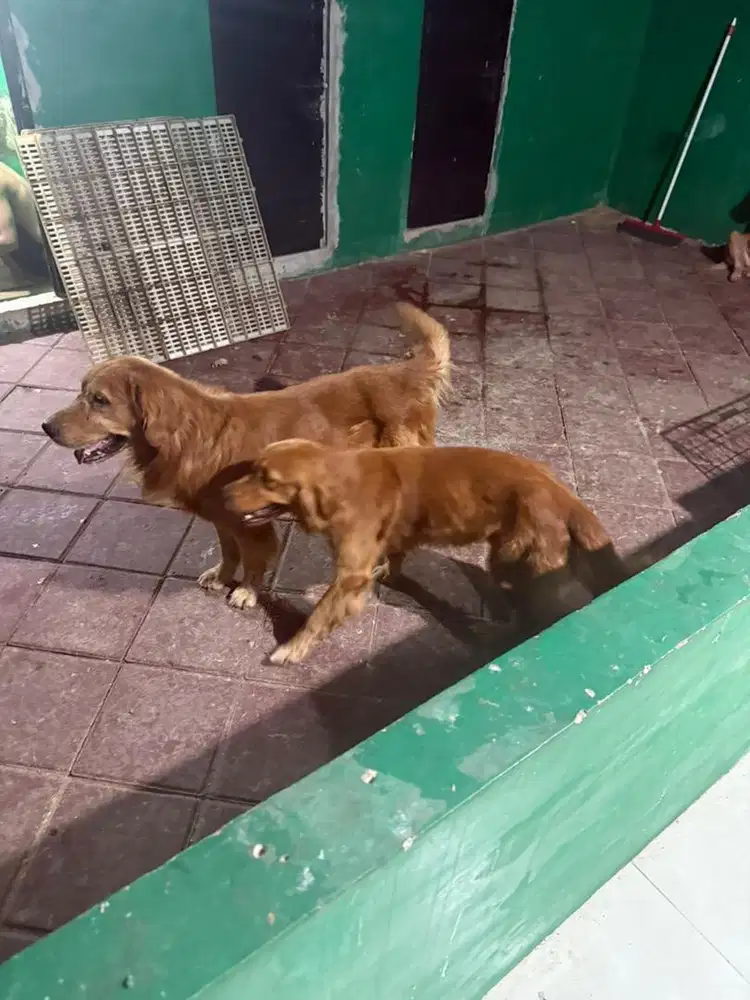 anjing golden retriever satu pasang betina hamil