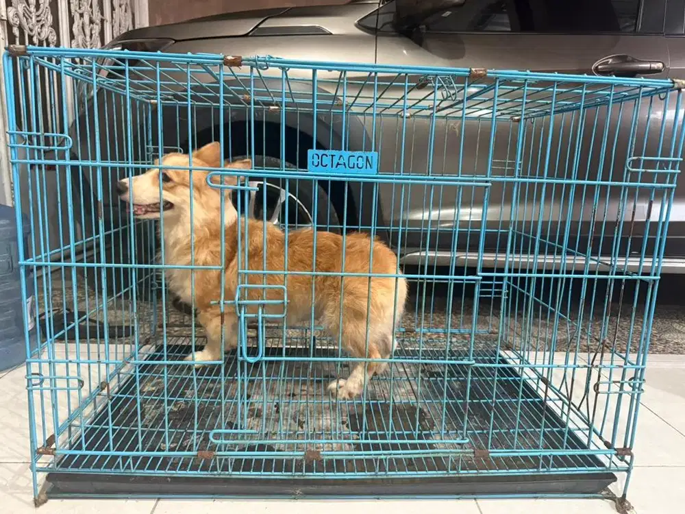 anjing pembroke welsh corgy