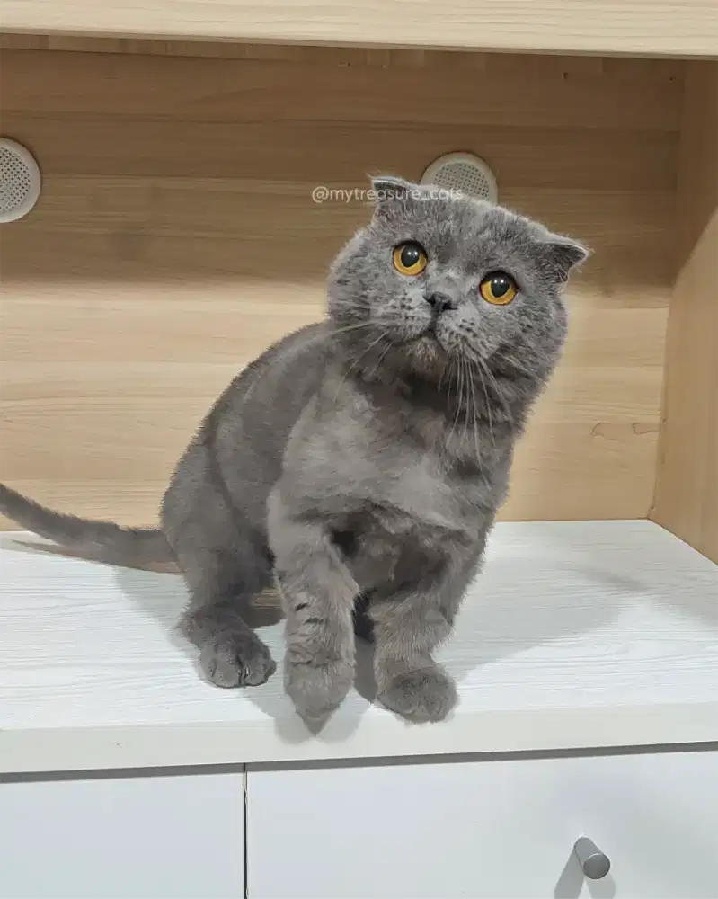 Open Jasa Pacak Gaelic Fold / Scottish Fold Munchkin cebol line import