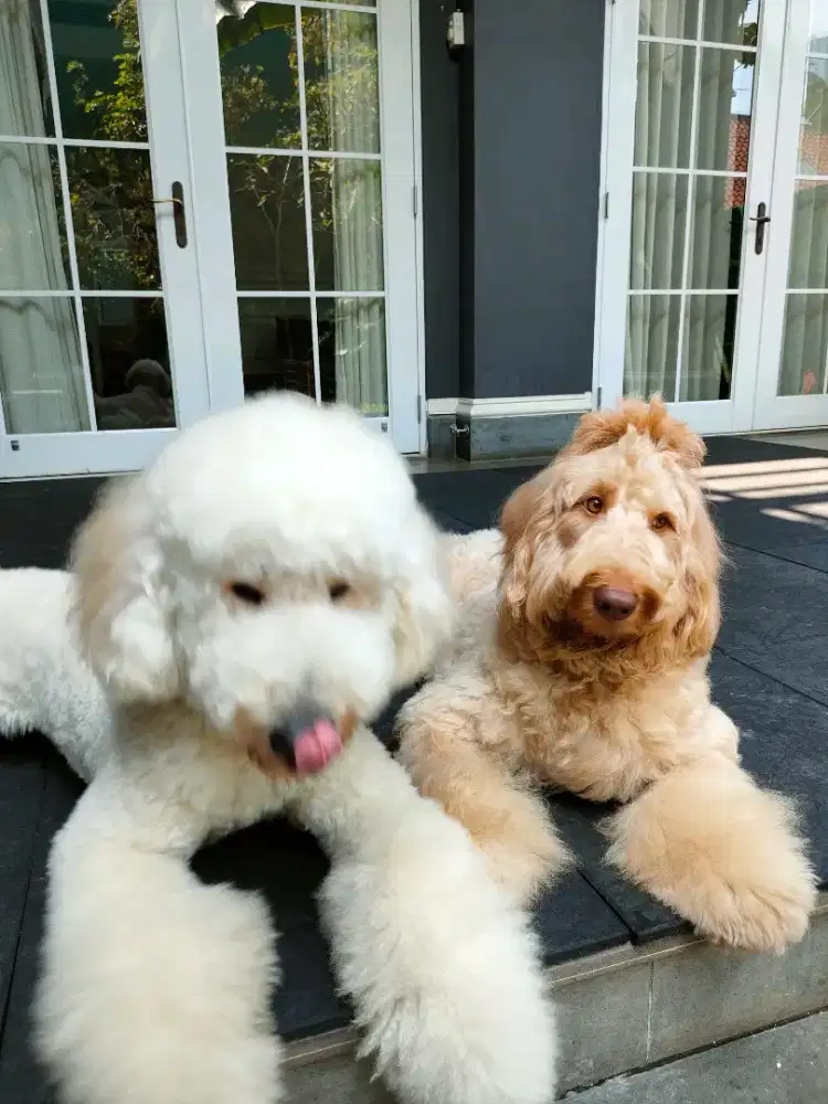 Cari pekerjaan art/jaga lansia kennel girl atau cat sitter