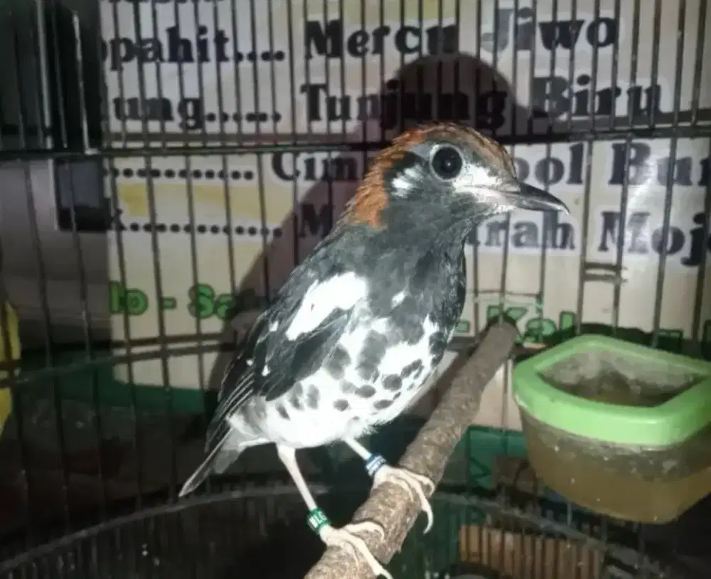 Anis kembang cewe