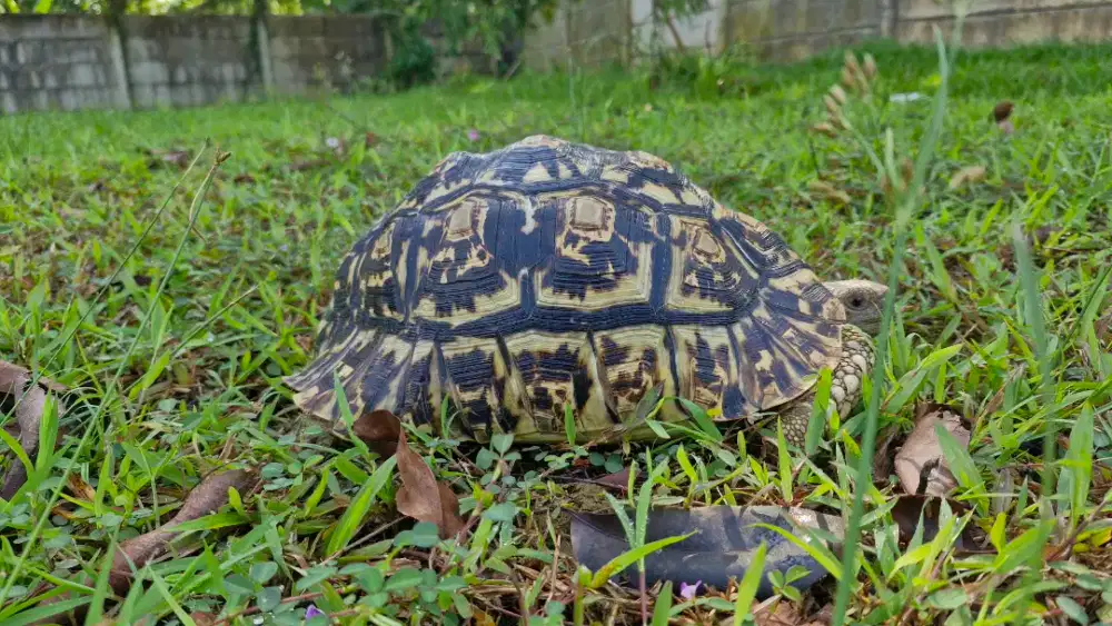 Kura kura pardalis prediksi jantan 28cm