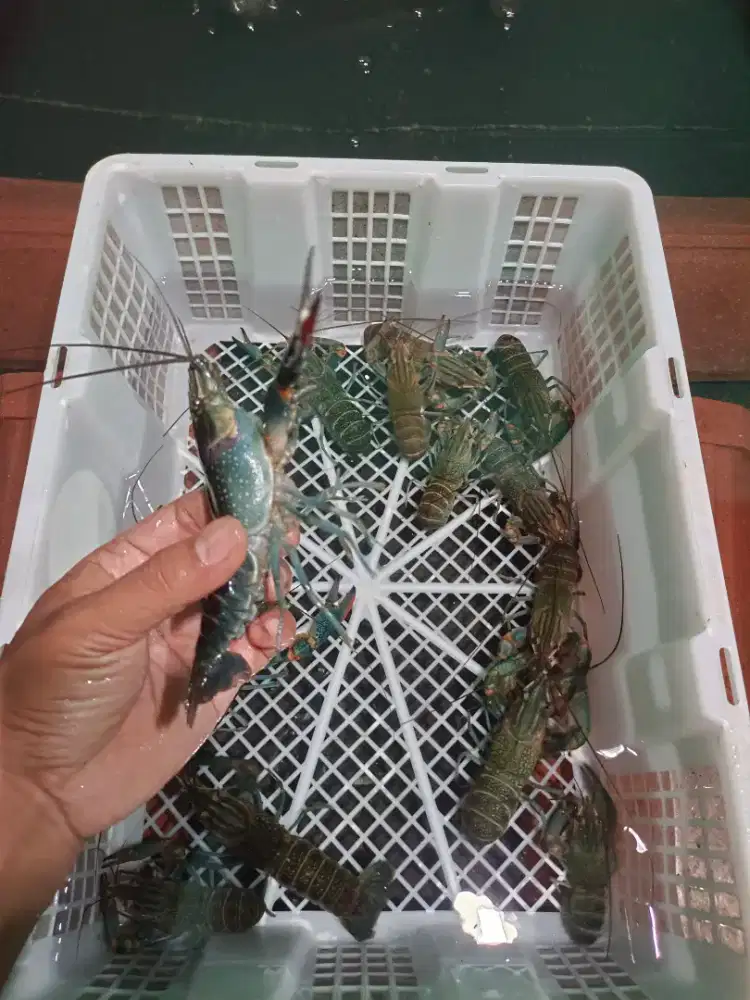 Indukan lobster air tawar