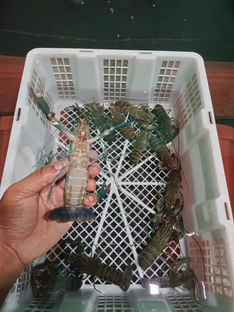 Indukan lobster air tawar