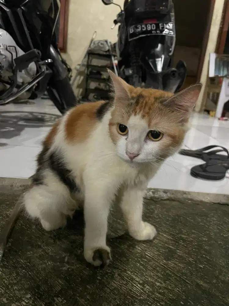 Open adopt kucing