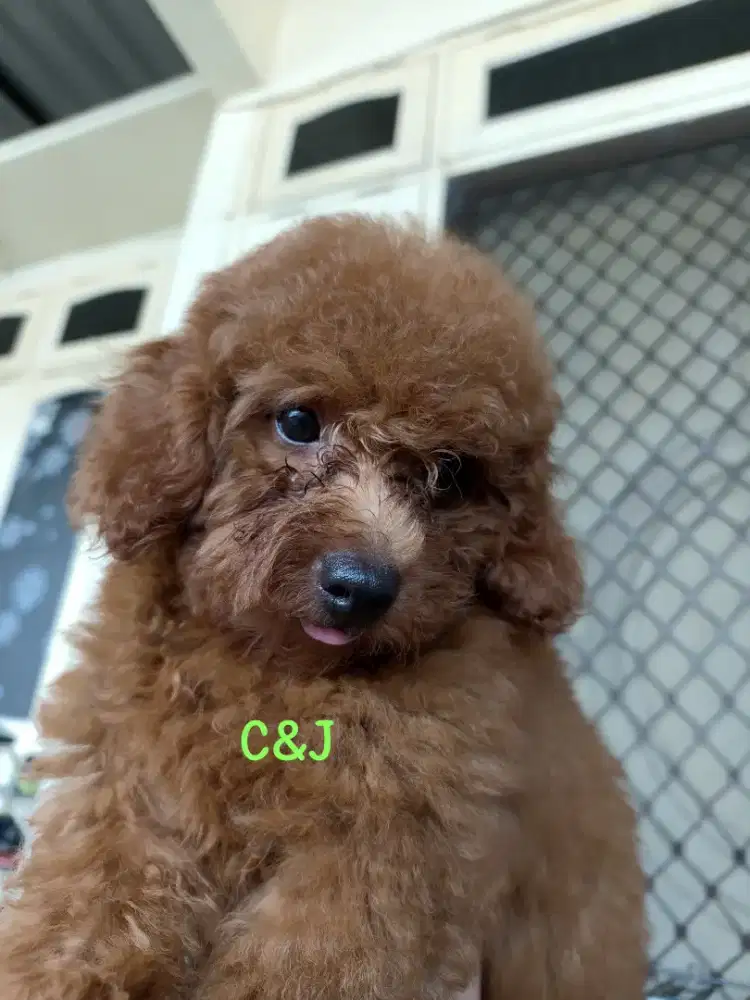 Toy poodle jangan kaki pendek